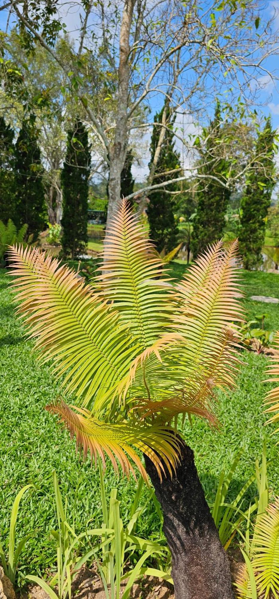 Homdoiintr Farmstay ฮ่อมดอยอินทร์ ฟาร์มสเตย์ Ban Huai Kaeo Dış mekan fotoğraf